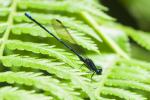 Argia sp. A